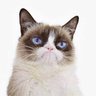 Profilbild von Grumpy Cat Parody