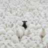 Фото профиля Alparslan Akyüz