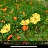 小林一茶's profile picture