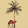 haifa's profile picture