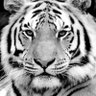 Atos Greenthumb's profile picture