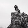 Aslan's profile picture