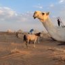 Фото профиля عنااد