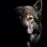 Caner's profile picture