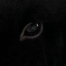 KC piou's profile picture