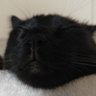 猫屋の番犬's profile picture