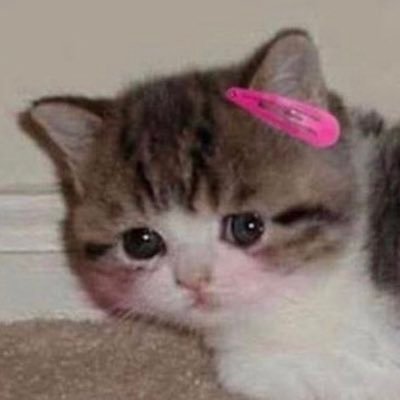 pripripiiriioo's profile picture