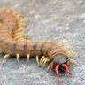 the mediterranean banded centipede🇨🇷's profile picture