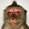 BigHarry's profile picture