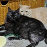 むーみー(保護猫)ママ(ΦωΦ)'s profile picture