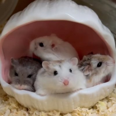 ハムっと🐹みなみ's profile picture