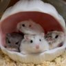 ハムっと🐹みなみ 的头像