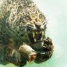 Jaguar Leopa 的头像