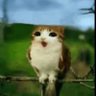 cua profil fotoğrafı