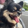 かぶチワワ's profile picture