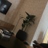 Miner Emmyy profil fotoğrafı