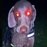 Profilbild von Gottfried