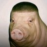 Profilbild von Sniff