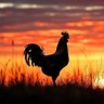 Ard-ri Bawk Bawk 🐔's profile picture