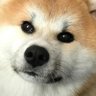 Profilbild von BKO