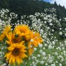 かすみ草 的头像