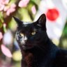 タマ駅長's profile picture
