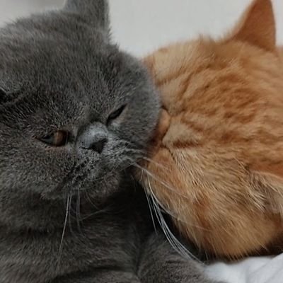 ganmo_tsumire's profile picture