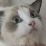 Profilbild von yuxia