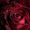 رذاذ عطر's profile picture