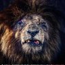 Фото профиля Iron_Lion