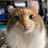 Chuckflamngo's profile picture