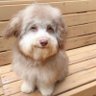 This Dog Is Fucked Up Bruh profil fotoğrafı