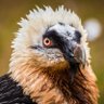 Henfly77's profile picture
