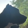 Bo Ben profil fotoğrafı