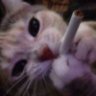 Profilbild von patrick