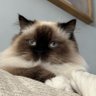 RosieBeans profil fotoğrafı