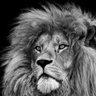 aslankral's profile picture