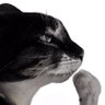 Khajiit05 的头像