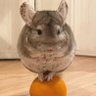 たっきざぁーこざぁーこ❤ pu-tin's profile picture