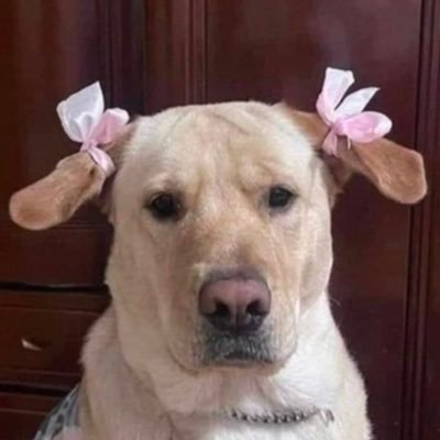 𝗣𝗨𝗡𝗡𝗬 🎀 ˚ ༘'s profile picture