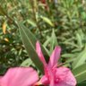 فلحان profil fotoğrafı