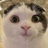 (H)蘭丸☺️'s profile picture