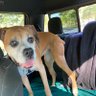 Фото профиля Michigan Boxer Dad