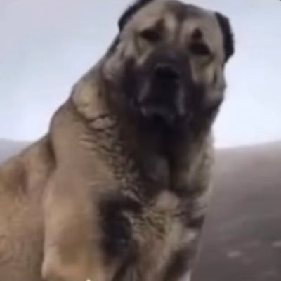 cimbomlukangal's profile picture