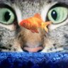 Profilbild von cognitivedissonanceabsolutelyeverywhere