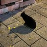 sepon profil fotoğrafı