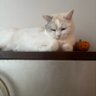Loulou charrad profil fotoğrafı