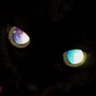 のら's profile picture