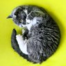 いくたはなくま profil fotoğrafı