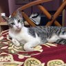Фото профиля Cricket